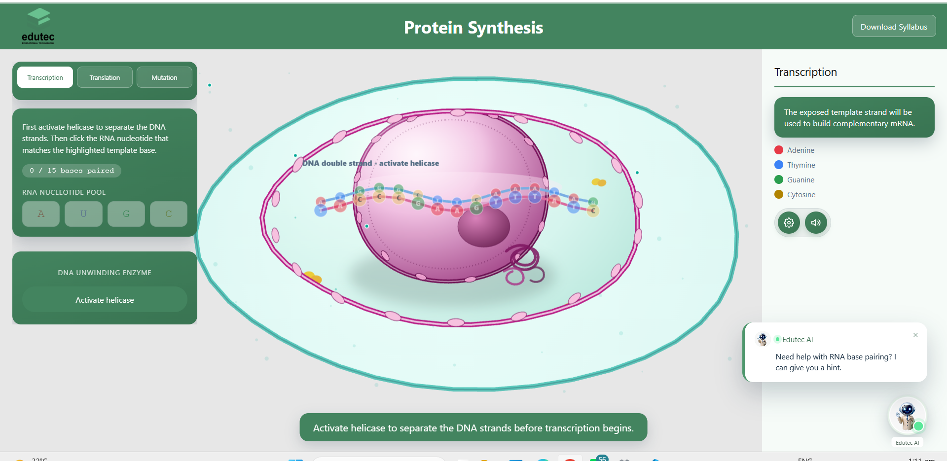 Protein Synthesis